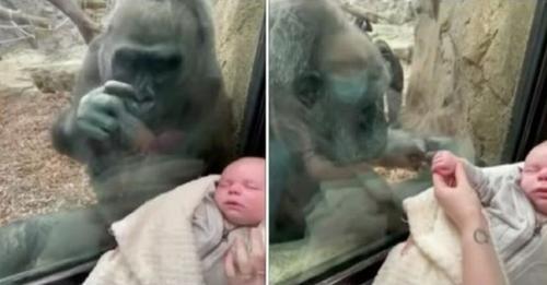 Une maman gorille curieuse regarde avec amour le bébé d’une femme, et montre son propre enfant