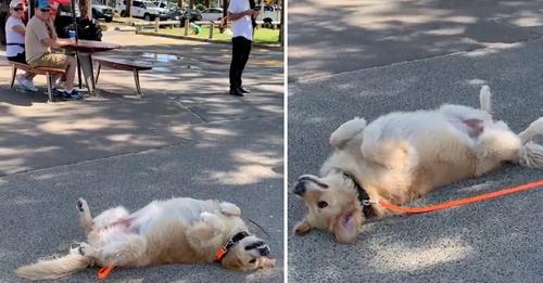 La chienne surprend les passants en faisant une scène à son propriétaire dans le parc