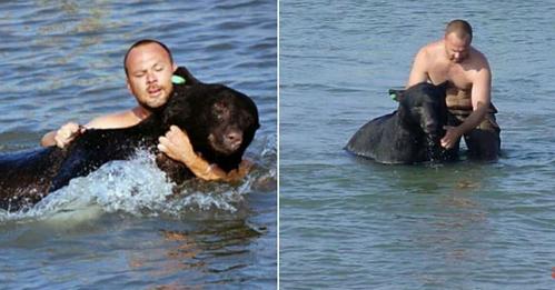 L’homme voit qu’un ours est en train de se noyer et se jette à l'eau pour tenter de le sauver