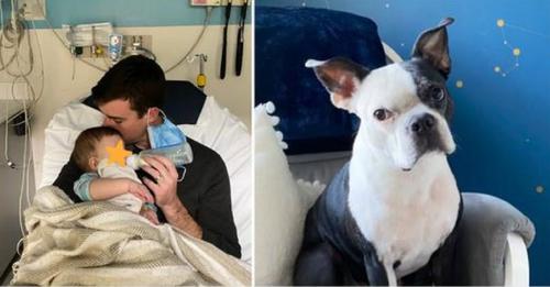 Un chien sauve la vie d’une petite fille qui avait cessé de respirer au milieu de la nuit