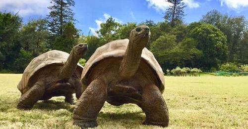 Né en 1832, Jonathan, une tortue de 190 ans, est le plus vieil animal terrestre encore en vie
