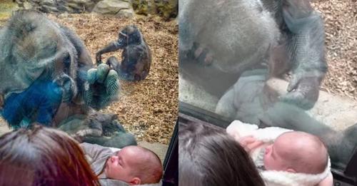 Une mère et son bébé partagent un moment complice avec une mère gorille et son petit dans un zoo
