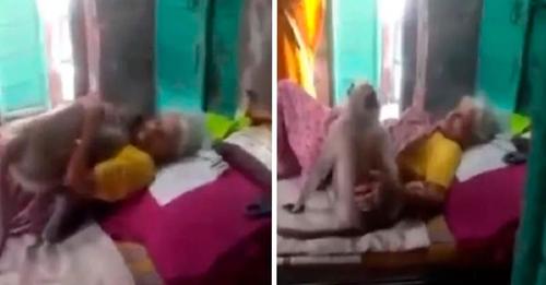 Inde : ce petit singe rend visite et embrasse la femme âgée malade qui le nourrissait. Regardez!