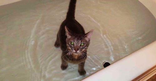 La réaction du chat quand son propriétaire met le met dans la baignoire est surprenante