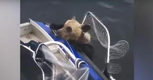 Cet ourson s'accroche à ce bateau de pêcheurs mais ils découvrent rapidement qu'il n'est pas seul