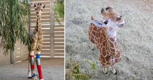 Une girafe de trois mois retrouve une nouvelle vie grâce à un appareillage personnalisé pour réparer ses pattes