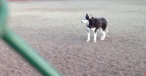 Après avoir joué dans le parc, le husky têtu refuse de rentrer et commence à ‘parler’ à sa propriétaire