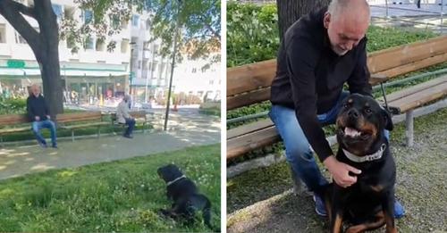Ce rottweiler réconforte un inconnu triste dans un parc qui a récemment perdu son chien