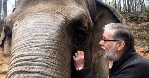 35 ans s'étaient écoulés, mais l'éléphant reconnaît instantanément son ancien ange gardien