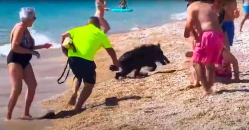 Un sanglier perdu et effrayé sème la panique sur une plage espagnole et mord un baigneur