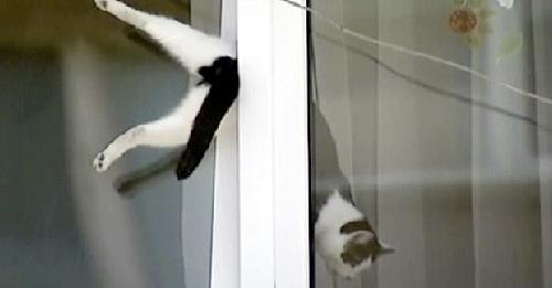 Alerte importante pour les propriétaires de chats concernant les fenêtres basculantes