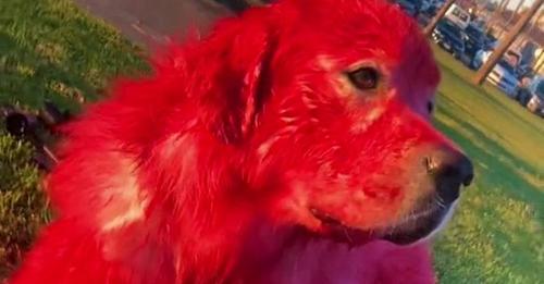 Une femme teint la fourrure de son chien en rouge pour Noël et publie une vidéo – les défenseurs des animaux sont furieux