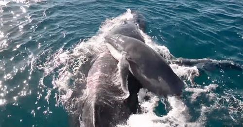 Voici comment cette mère baleine et son petit sont protégés et secourus par des dauphins