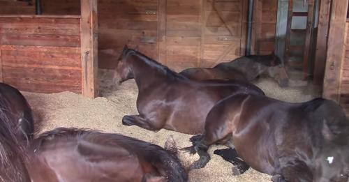 La femme filme ses 7 chevaux endormis dans l’écurie et éclate de rire en voyant ce qu’ils font