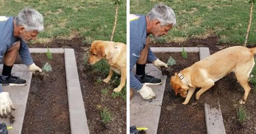 Une adorable chienne décide d’aider son propriétaire en faisant du jardinage à sa façon
