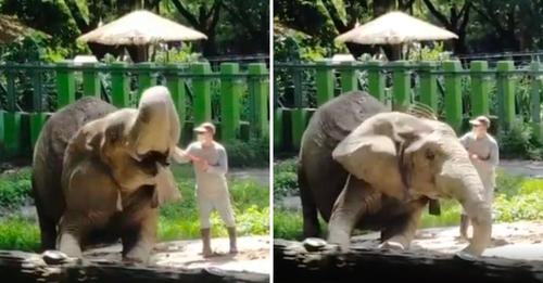 L’éléphant retrouve avec bonheur l’homme parti à la retraite dans une vidéo émouvante