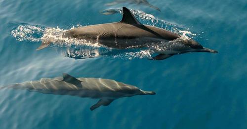 Une étude montre que les mères dauphins habituent leurs petits à leur chant dans leur ventre