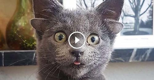 Midas le Chat aux 4 oreilles est désormais une célébrité sur Internet