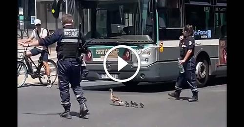Escorte Policière en plein Paris pour Maman Canard et ses Canetons