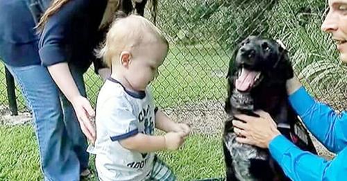 Le petit est victime de maltraitance de la part de sa baby sitter et le chien le révèle aux parents
