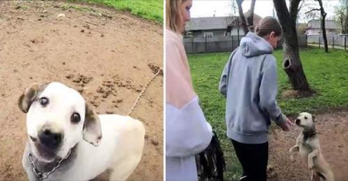 Un chien enchaîné trouvé en Ukraine – le moment où les amis des animaux le libèrent nous fait fondre en larmes