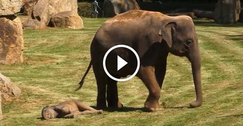 Ce bébé éléphant ne se relève plus. Sa Maman décide d’appeler les soigneurs à l’aide.