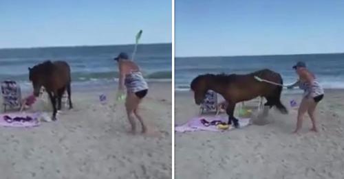 La femme regrette immédiatement d’avoir essayé de frapper le cheval sauvage avec une pelle sur la plage