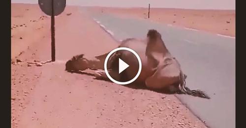 Un Chauffeur de camion s’arrête pour abreuver un Dromadaire dans le désert surchauffé.