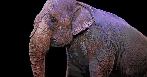 Le Danemark achète les derniers éléphants de cirque du pays. Ils sont libres!