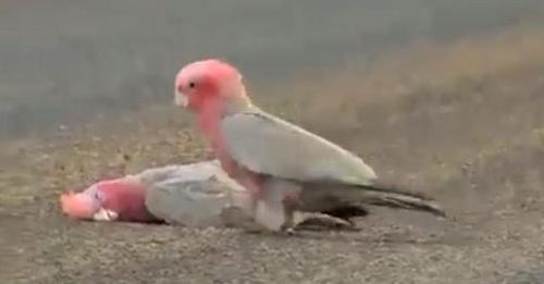 L’oiseau semble très triste et dit au revoir à son partenaire décédé avec un doux baiser