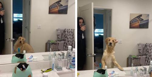 La famille joue à cache-cache et leur chien est choqué en voyant son propriétaire dans le miroir
