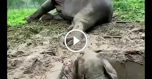 Cette Éléphante et son Petit sont tombés dans un trou en béton