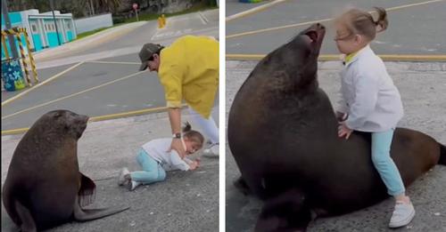 Un lion de mer a failli attaquer une petite fille après qu'elle se soit assise sur son dos