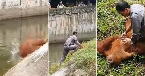 Un gardien de zoo sauve la vie d’un orang outan en train de se noyer grâce à la RCP