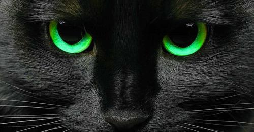 Le chat noir porte malheur ou bonheur ? Voici l’explication à l’une des plus grandes superstitions