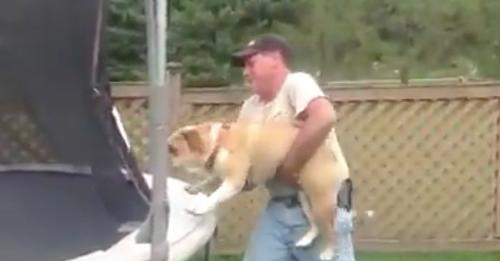 L’homme pose son chien sur le trampoline et la réaction de l'animal fait rire des millions de personnes