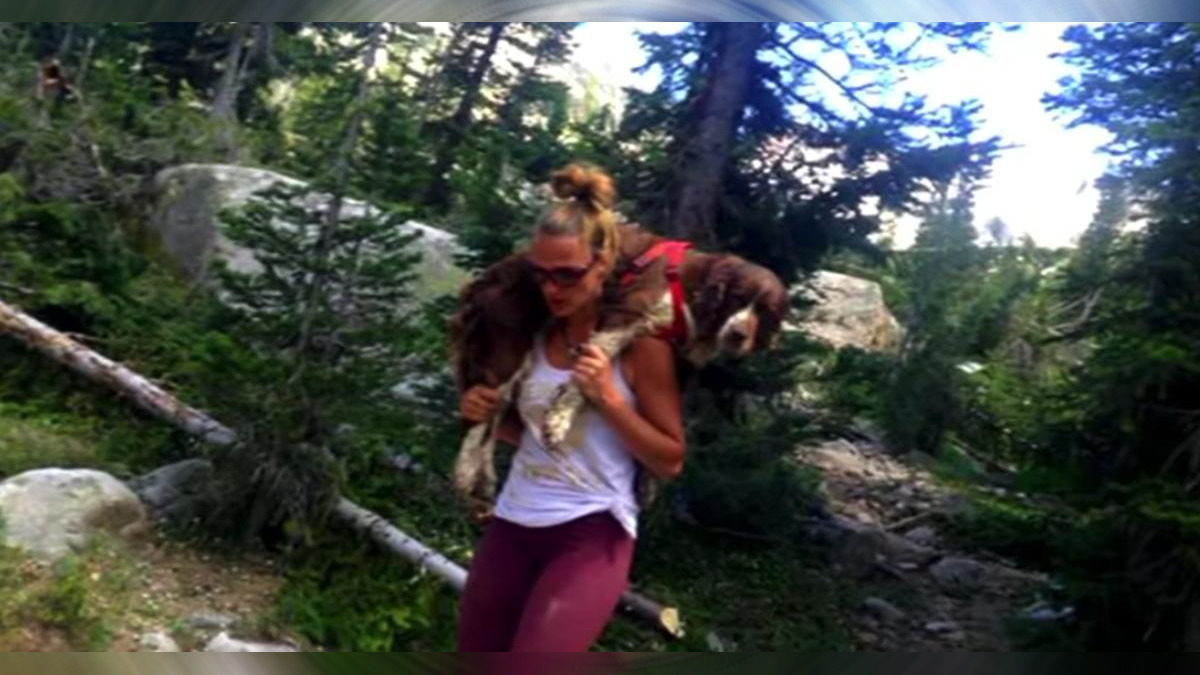 Une femme découvre un chien blessé de 25 kg sur une montagne et le porte sur son dos pendant 6 heures pour le sauver