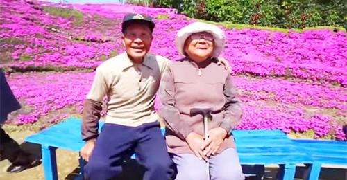 Un mari plante des milliers de fleurs roses de Shibazakura pour que sa femme aveugle puisse les sentir