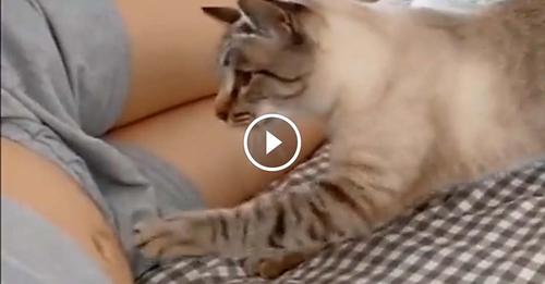 Ce Chat découvre que sa maitresse attend un bébé