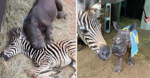 Un bébé rhinocéros orphelin et un zèbre deviennent les meilleurs amis du sanctuaire
