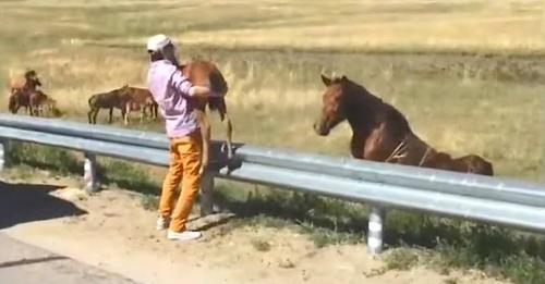 Un amoureux des animaux sauve un poulain de l’autoroute et reçoit de la mère du cheval un remerciement qu’il n’oubliera jamais