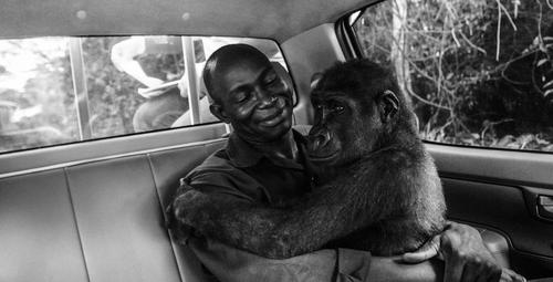Un Gorille embrasse amoureusement l’homme qui l’a sauvé des chasseurs