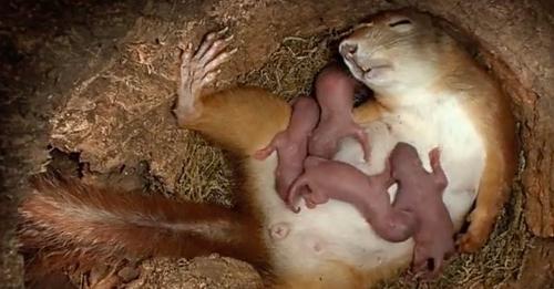 Découvrez un moment rare et presque unique : la naissance de quatre petits bébés écureuils