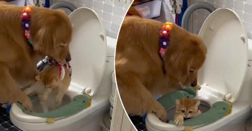Le Golden Retriever fait une crise de jalousie et dépose le chaton dans les toilettes