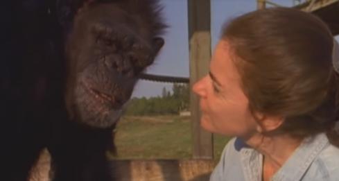 Cette femme a libéré des chimpanzés d’un laboratoire et revient les voir 18 ans après