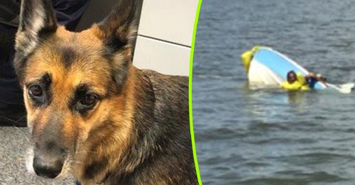 Une chienne fait du sur-place pendant 11 heures après un naufrage pour secourir son maître