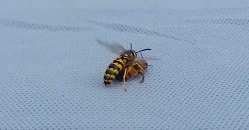 Une vidéo montre le combat mortel entre une guêpe et une abeille