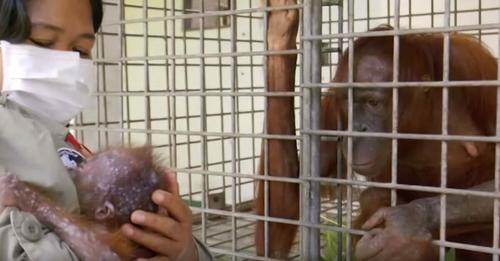 Les sauveteurs réunissent la maman Orang-outang et son bébé et leurs retrouvailles sont émouvantes