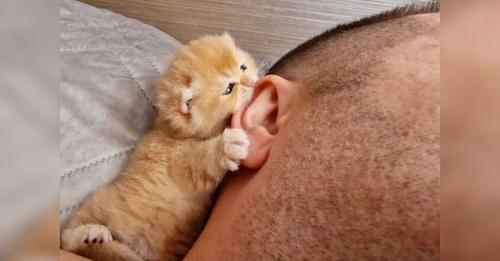 La vidéo d'un petit chaton grignotant l'oreille de son propriétaire fait fondre des millions de cœurs