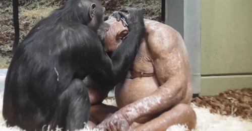 Voici l’histoire touchante de ce chimpanzé sans poils qui a enfin trouvé l’amour et se montre très romantique